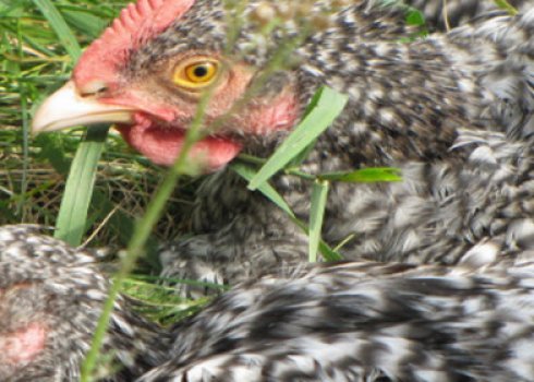 Мехеленская зозуля порода курей: характеристика, особливості розведення в домашніх умовах