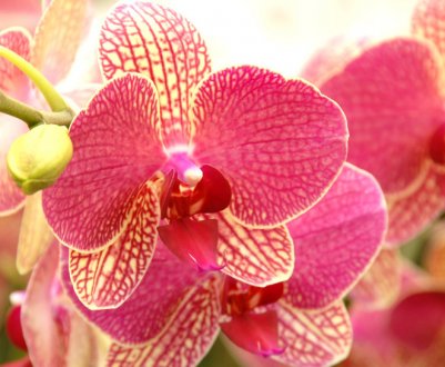 Пожовтіння листя у фаленопсиса: можливі хвороби і як потрібно лікувати квітка