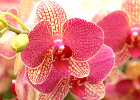 Пожовтіння листя у фаленопсиса: можливі хвороби і як потрібно лікувати квітка