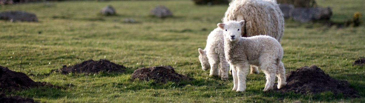 Буддисти роздають тисячі ягнят бурятським сім'ям