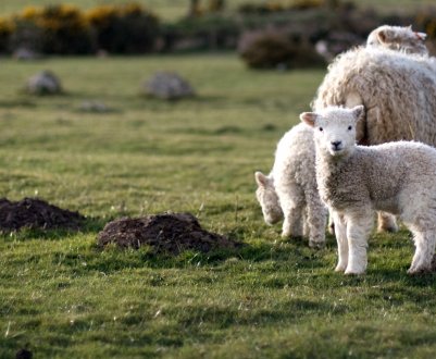 Буддисти роздають тисячі ягнят бурятським сім'ям