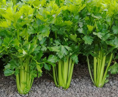 Посадка кореневої петрушки і особливості догляду за нею у відкритому грунті