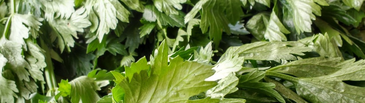 Чи можна вживати селеру при цукровому діабеті?