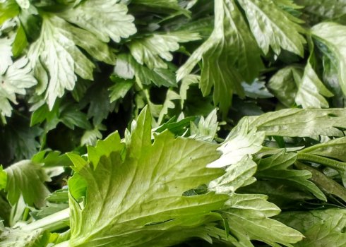 Чи можна вживати селеру при цукровому діабеті?