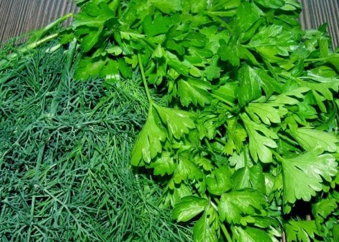 Польза укропа и петрушки для организма человека