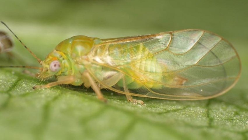 Листоблошка