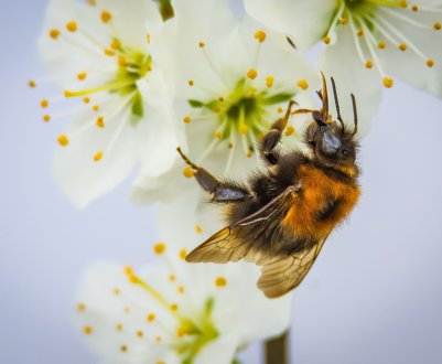 Вологодські бджолярі-любителі витягли щасливий квиток
