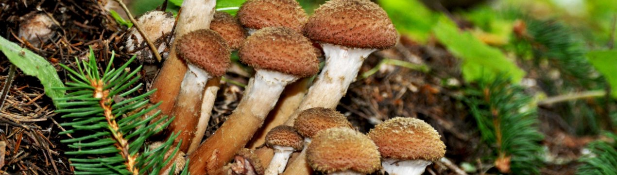 350 московських аграріїв «підсядуть» на гриби