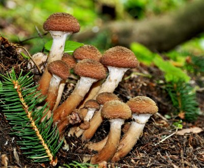 350 московських аграріїв «підсядуть» на гриби