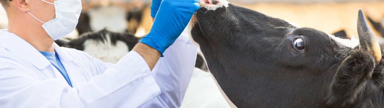 Фермерам Татарстану пропонують пройти «курси Айболита»