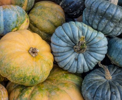 Опис і характеристика видів гарбуза