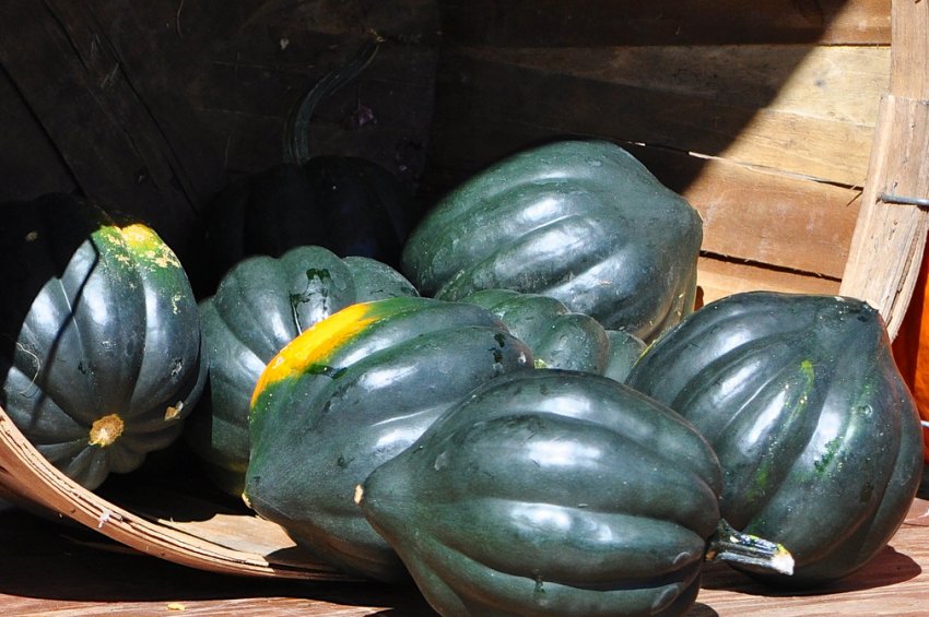 Акорн Акорн