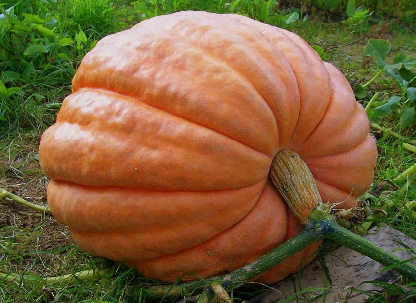 Титан Титан