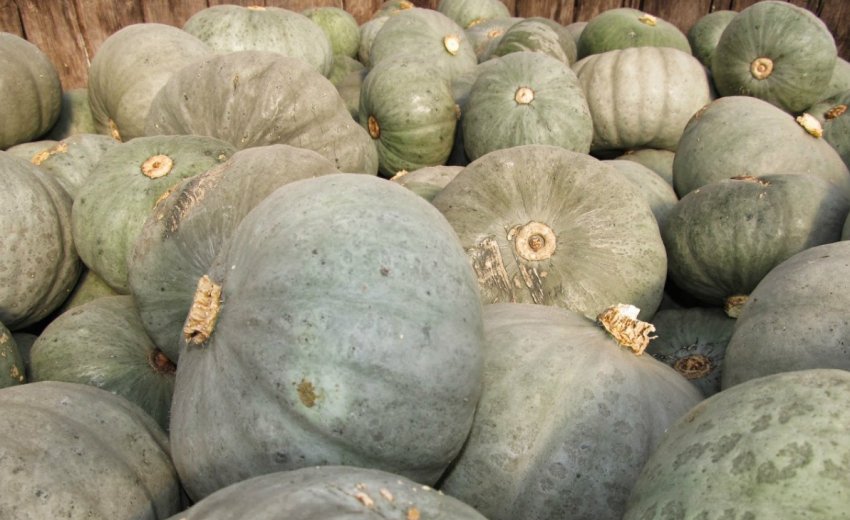 Волзька сіра Волзька сіра