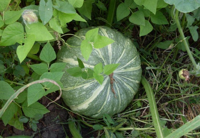 Зимова солодка Зимова солодка