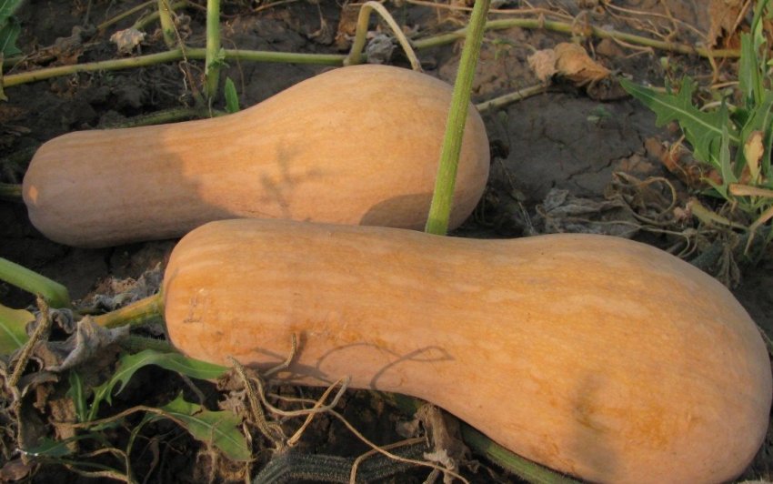 Новинка Новинка