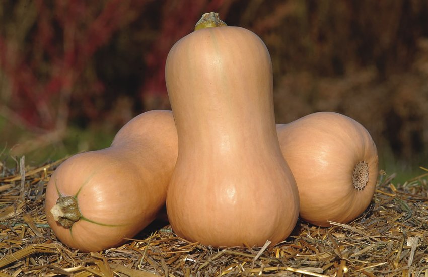 Арабатська Арабатська