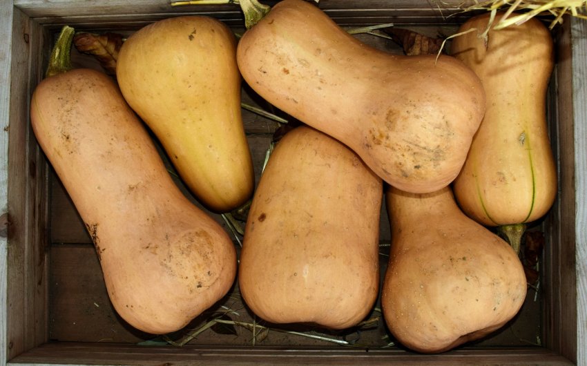 Баттернат Баттернат