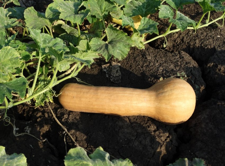 Прикубанський Прикубанський