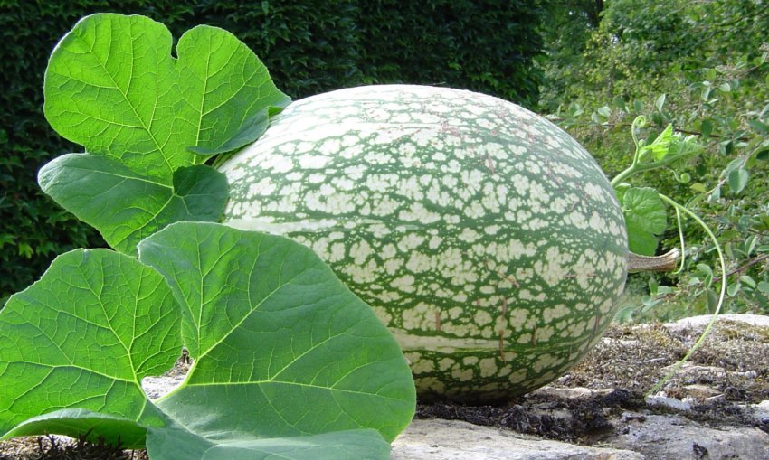 Гарбуз Фиголистная Гарбуз Фиголистная