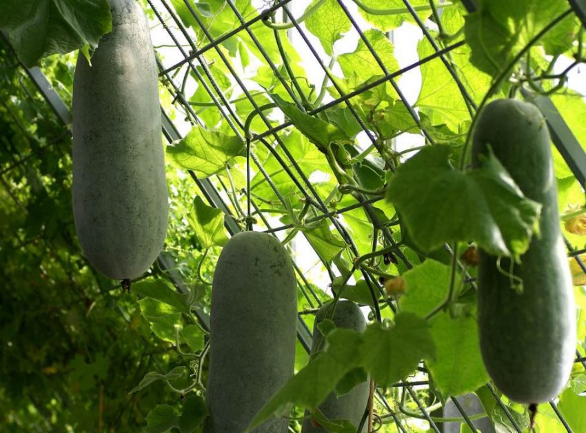 Воскова гарбуз Воскова гарбуз