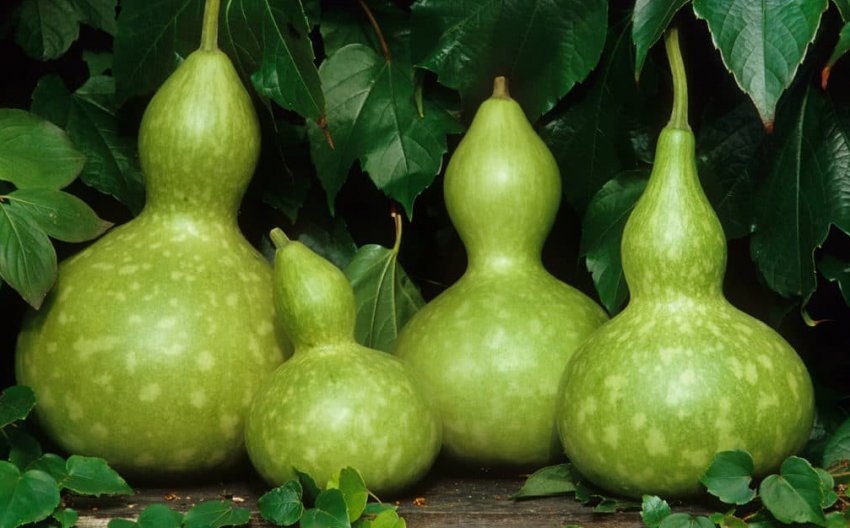 Лагенарія Лагенарія