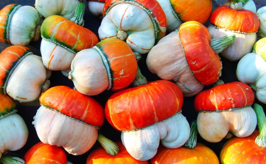 Чалмовидні Чалмовидні