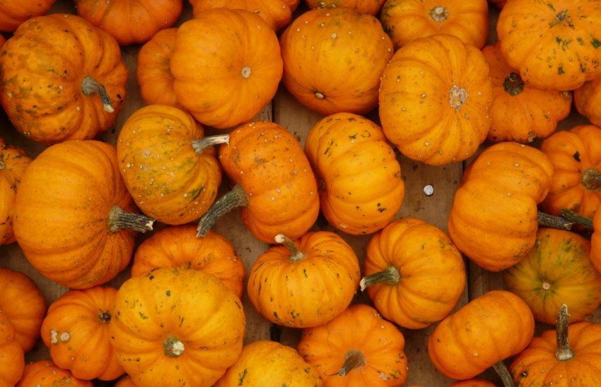 Гарбуза мандаринові Гарбуза мандаринові