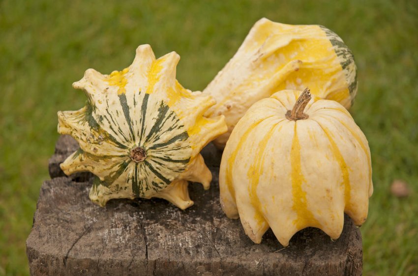 Гарбуза Зірки Гарбуза Зірки
