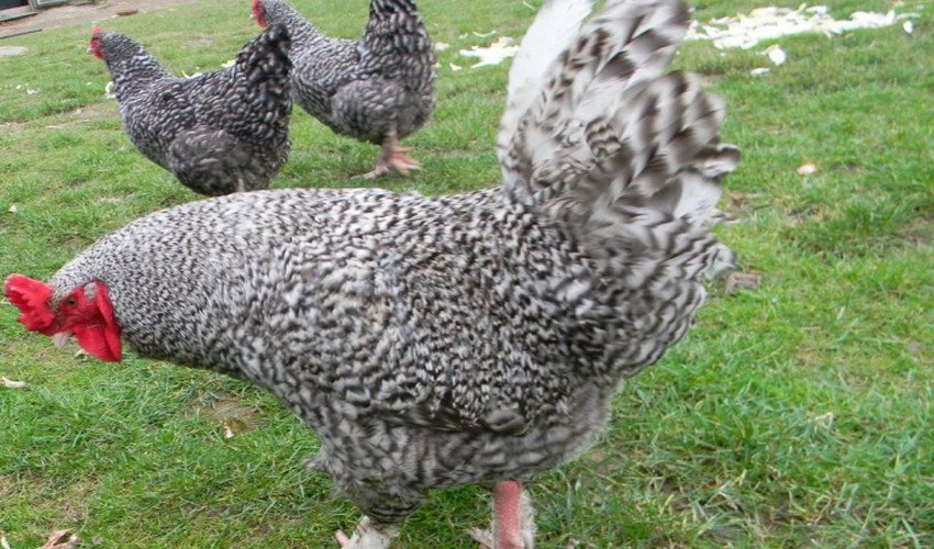 Мехеленская зозуля Мехеленская зозуля