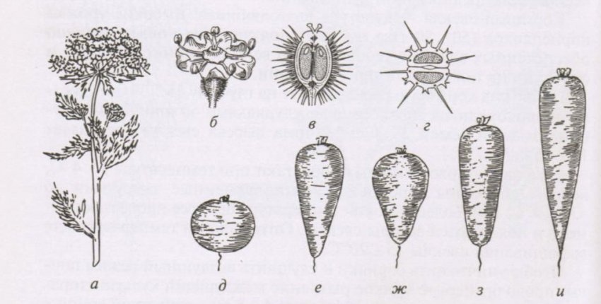 Що таке морква