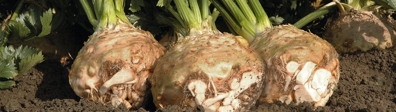 Коли прибирати і як правильно зберігати кореневої селера