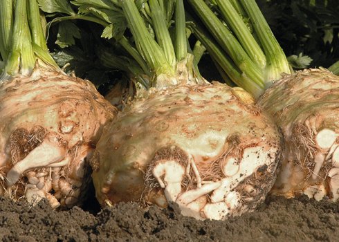 Коли прибирати і як правильно зберігати кореневої селера