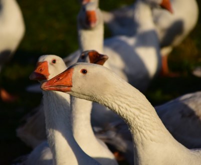 Як легко і швидко обскубти гусака в домашніх умовах?