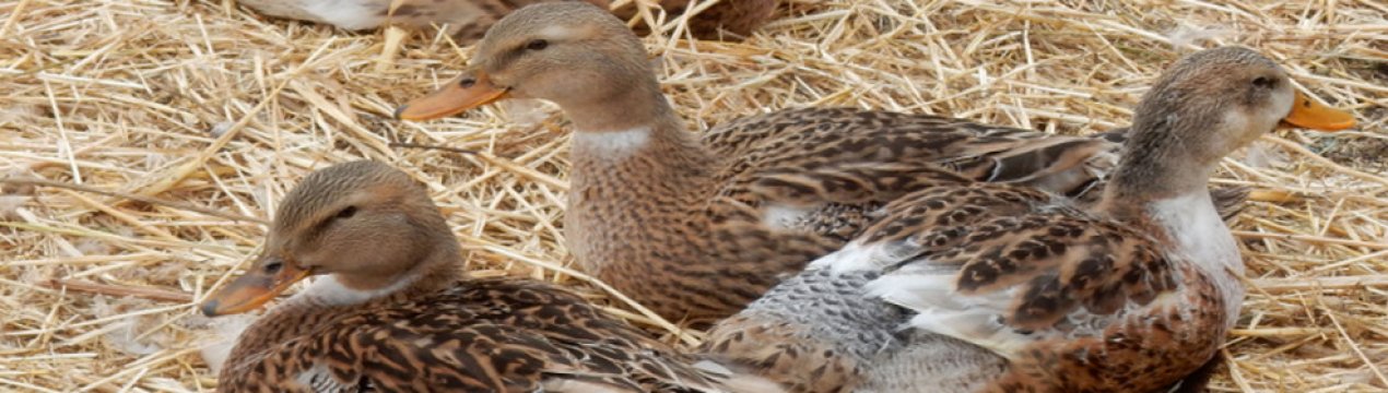 башкирская утка когда начинает нести яйца. Смотреть фото башкирская утка когда начинает нести яйца. Смотреть картинку башкирская утка когда начинает нести яйца. Картинка про башкирская утка когда начинает нести яйца. Фото башкирская утка когда начинает нести яйца
