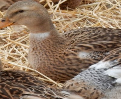 Качки башкирські: опис породи, особливості утримання, догляду та годівлі