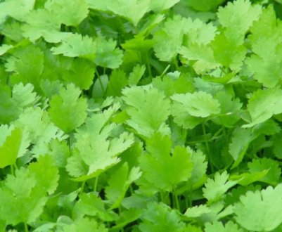 Опис кращих сортів кінзи