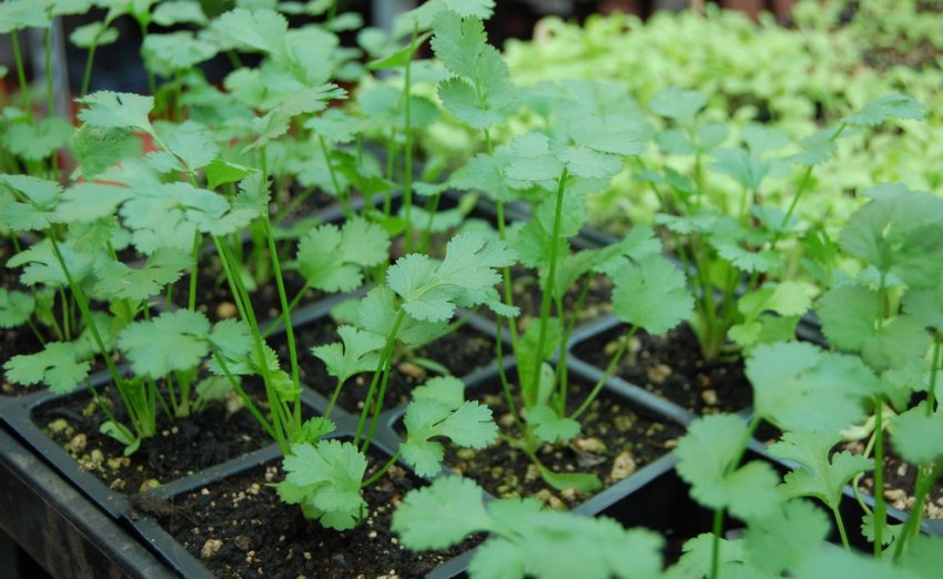 Кінза Авангард