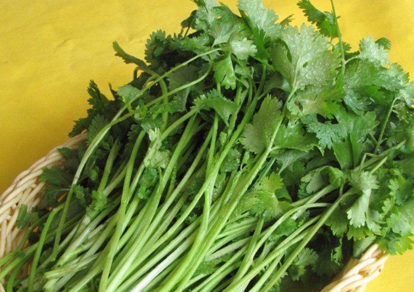 Коріандр Киндза-дза