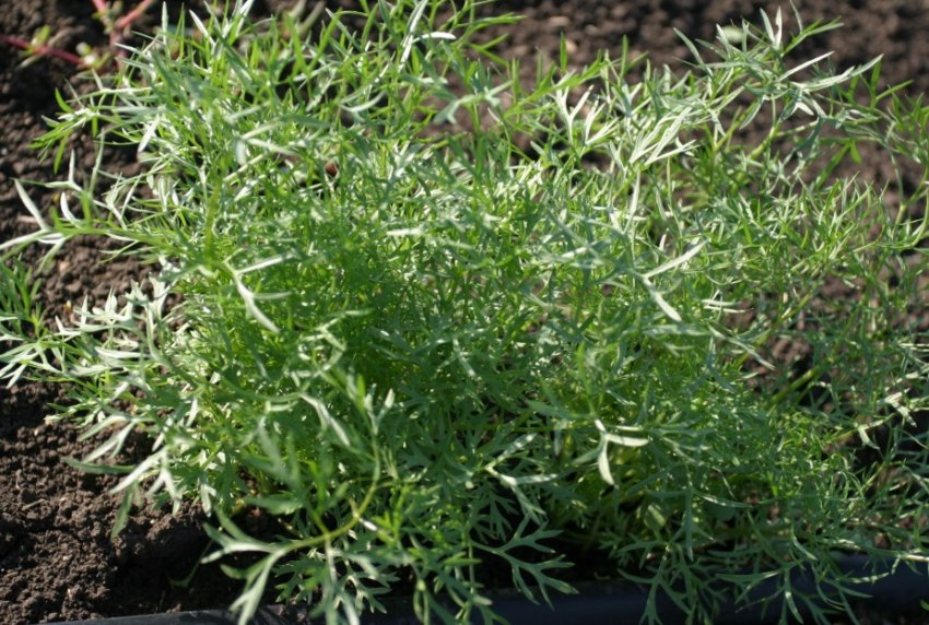 Коріандр Шико