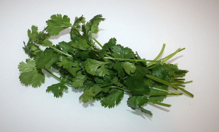 Коріандр Олексіївський