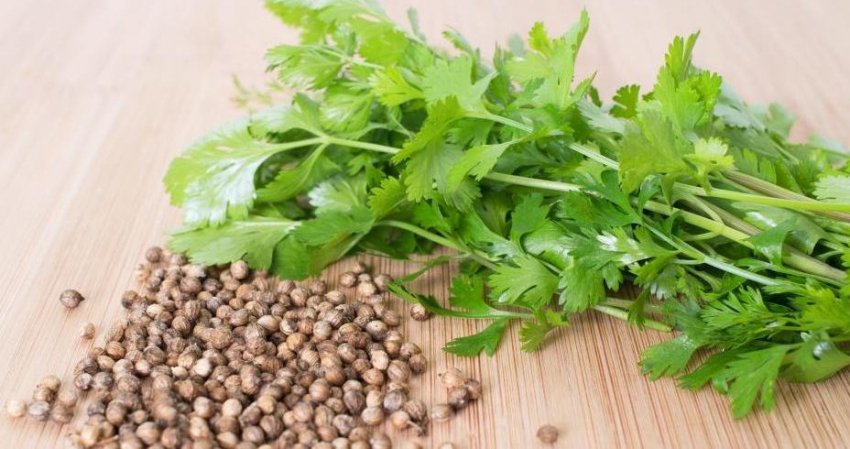 Коріандр Промінь