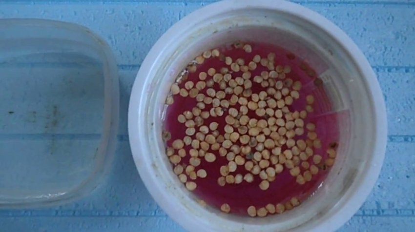 Знезараження насіння перцю Знезараження насіння перцю