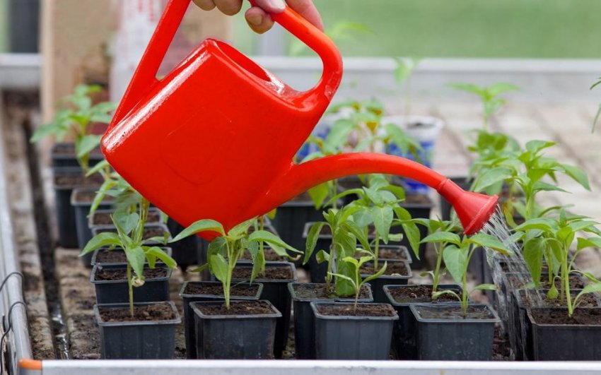 Полив і підживлення розсади перцю Полив і підживлення розсади перцю