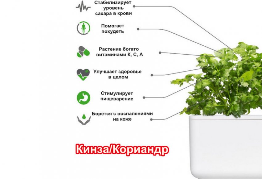 Лучшие сорта кинзы на зелень для открытого грунта