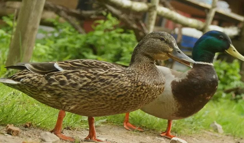 башкирская утка когда начинает нести яйца. Смотреть фото башкирская утка когда начинает нести яйца. Смотреть картинку башкирская утка когда начинает нести яйца. Картинка про башкирская утка когда начинает нести яйца. Фото башкирская утка когда начинает нести яйца