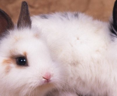 Чому кролики дохнуть без видимих причин, і що при цьому робити?