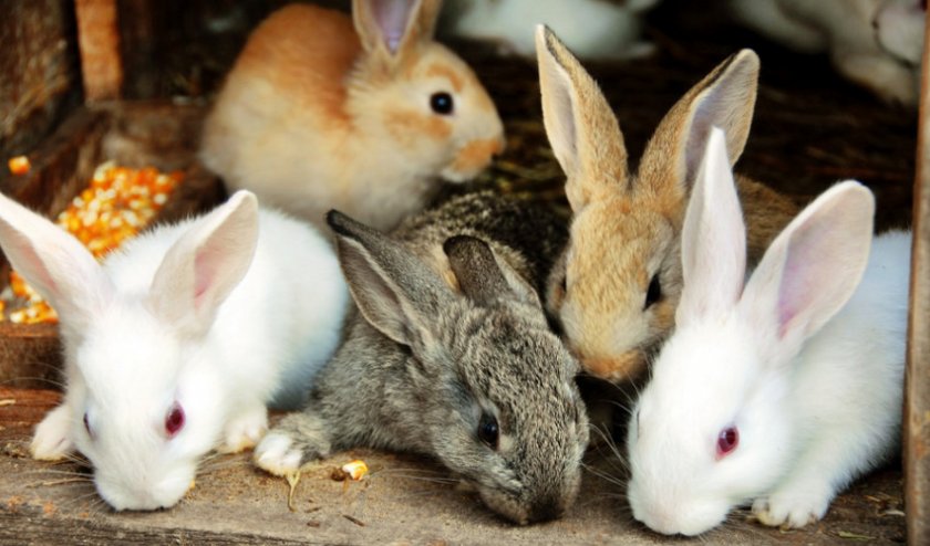 Почему кролики дохнут