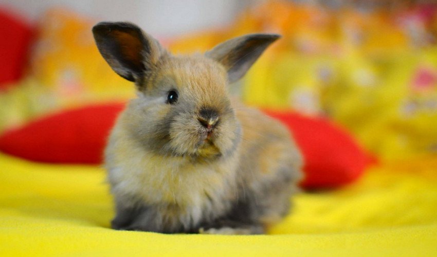 Почему кролики дохнут