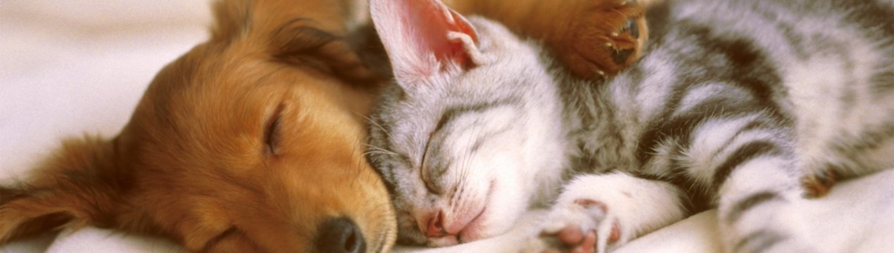 Ямальських кішок і собак годують делікатесами з оленини